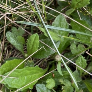 Lagenophora montana at Nurenmerenmong, NSW - suppressed