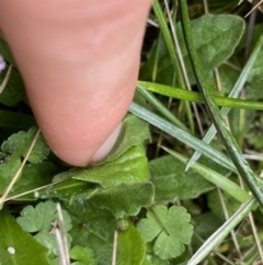 Lagenophora montana at Nurenmerenmong, NSW - suppressed