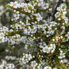 Baeckea gunniana (Alpine Baeckea) at Nurenmerenmong, NSW - 18 Jan 2023 by NedJohnston