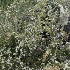 Baeckea gunniana at Nurenmerenmong, NSW - suppressed