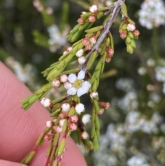 Baeckea gunniana at Nurenmerenmong, NSW - suppressed