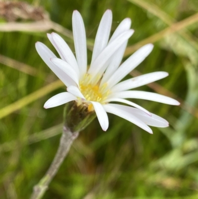 Celmisia sp. Pulchella (M.Gray & C.Totterdell 7079) Australian National Herbarium (Narrow-leaved Snow Daisy) at The Tops at Nurenmerenmong - 17 Jan 2023 by Ned_Johnston