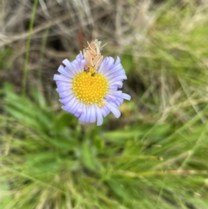 Brachyscome scapigera at Nurenmerenmong, NSW - suppressed