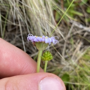 Brachyscome scapigera at Nurenmerenmong, NSW - suppressed