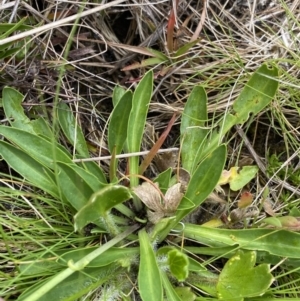 Brachyscome scapigera at Nurenmerenmong, NSW - suppressed