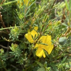 Gompholobium huegelii (pale wedge–pea) at Nurenmerenmong, NSW - 18 Jan 2023 by NedJohnston