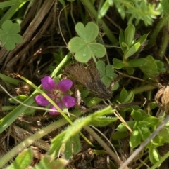 Geranium brevicaule (Alpine Crane's-bill) at suppressed - 17 Jan 2023 by NedJohnston