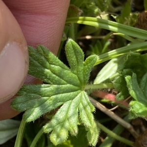 Geranium brevicaule at suppressed - 18 Jan 2023