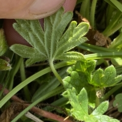 Geranium brevicaule at suppressed - 18 Jan 2023