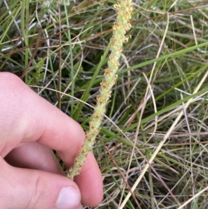 Plantago antarctica at Nurenmerenmong, NSW - suppressed