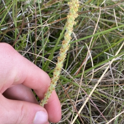 Plantago antarctica (Mountain Plantain) at Nurenmerenmong, NSW - 18 Jan 2023 by NedJohnston