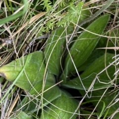 Plantago antarctica at Nurenmerenmong, NSW - suppressed