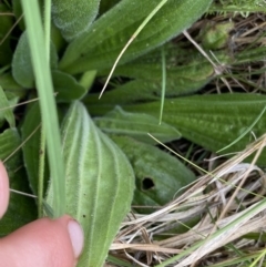 Plantago antarctica at Nurenmerenmong, NSW - suppressed