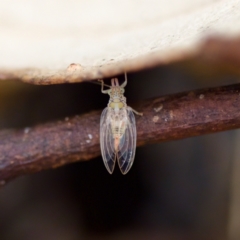 Glycaspis sp. (genus) (Unidentified sugary lerp) at Florey, ACT - 19 Jun 2023 by KorinneM