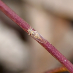 Glycaspis sp. (genus) at Florey, ACT - 19 Jun 2023