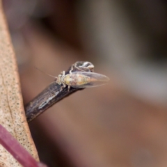 Glycaspis sp. (genus) at Florey, ACT - 19 Jun 2023