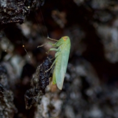 Rosopaella leurensis (A leafhopper) at Florey, ACT - 17 Jun 2023 by KorinneM