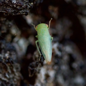 Rosopaella leurensis at Florey, ACT - 17 Jun 2023