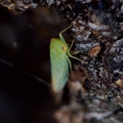 Rosopaella leurensis at Florey, ACT - 17 Jun 2023