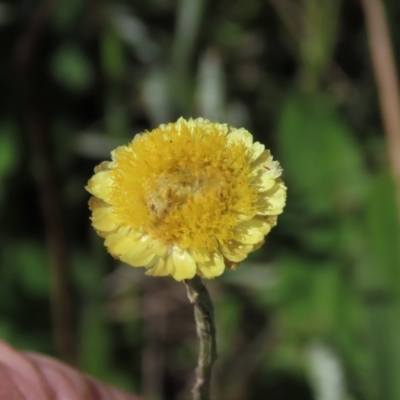 Coronidium gunnianum (Gunn's Everlasting) at Dry Plain, NSW - 15 Jan 2022 by AndyRoo