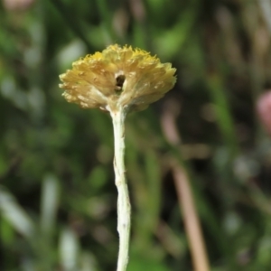 Coronidium gunnianum at Dry Plain, NSW - 15 Jan 2022