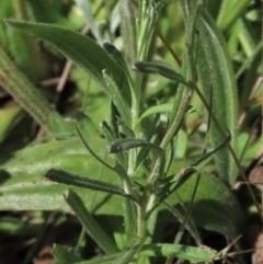 Coronidium gunnianum at Dry Plain, NSW - 15 Jan 2022