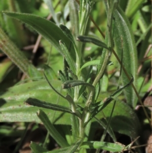 Coronidium gunnianum at Dry Plain, NSW - 15 Jan 2022