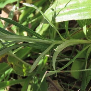 Coronidium gunnianum at Dry Plain, NSW - 15 Jan 2022