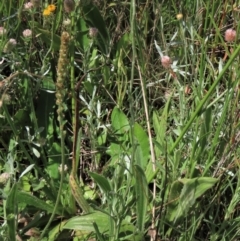 Coronidium gunnianum at Dry Plain, NSW - 15 Jan 2022