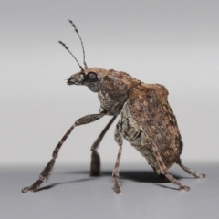 Unidentified Weevil (Curculionoidea) at Wellington Point, QLD - 28 Jun 2023 by TimL