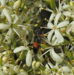 Obrida fascialis (One banded longicorn) at Pollinator-friendly garden Conder - 8 Jan 2023 by michaelb