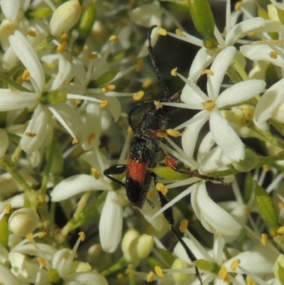 Obrida fascialis (One banded longicorn) at Pollinator-friendly garden Conder - 8 Jan 2023 by michaelb