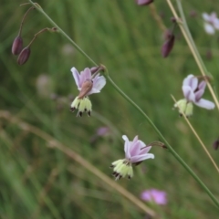 Arthropodium milleflorum (Vanilla Lily) at Dry Plain, NSW - 15 Jan 2022 by AndyRoo