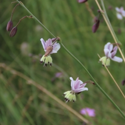 Arthropodium milleflorum (Vanilla Lily) at Dry Plain, NSW - 15 Jan 2022 by AndyRoo