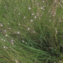 Arthropodium milleflorum at Dry Plain, NSW - 15 Jan 2022