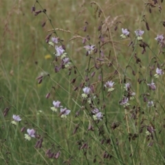 Arthropodium milleflorum at Dry Plain, NSW - 15 Jan 2022 12:16 PM