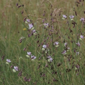 Arthropodium milleflorum at Dry Plain, NSW - 15 Jan 2022 12:16 PM