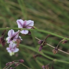 Arthropodium milleflorum at Dry Plain, NSW - 15 Jan 2022 12:16 PM