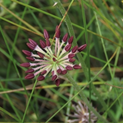 Oreomyrrhis eriopoda (Australian Carraway) at Dry Plain, NSW - 15 Jan 2022 by AndyRoo