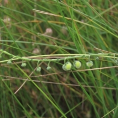 Hackelia suaveolens (Sweet Hounds Tongue) at Top Hut TSR - 15 Jan 2022 by AndyRoo