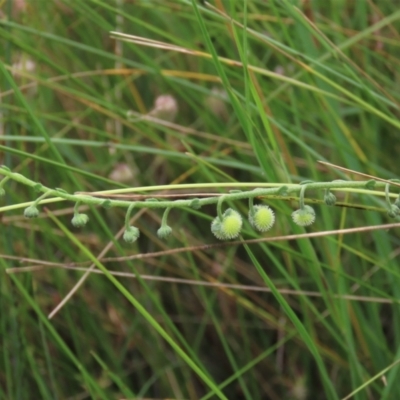 Hackelia suaveolens (Sweet Hounds Tongue) at Top Hut TSR - 15 Jan 2022 by AndyRoo