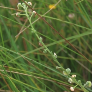 Hackelia suaveolens at Dry Plain, NSW - 15 Jan 2022