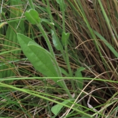 Hackelia suaveolens at Dry Plain, NSW - 15 Jan 2022