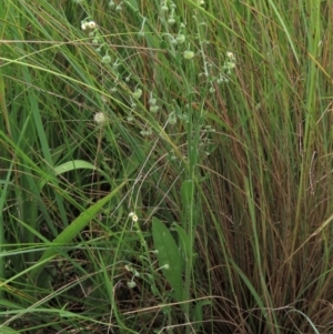 Hackelia suaveolens at Dry Plain, NSW - 15 Jan 2022