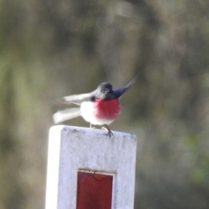 Petroica rosea at Wattle Ridge, NSW - 29 Jun 2023 10:24 AM