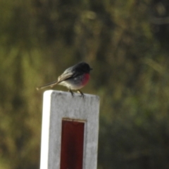 Petroica rosea at Wattle Ridge, NSW - 29 Jun 2023 10:24 AM