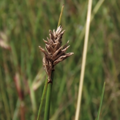 Carex (genus) (A Sedge) at Dry Plain, NSW - 15 Jan 2022 by AndyRoo