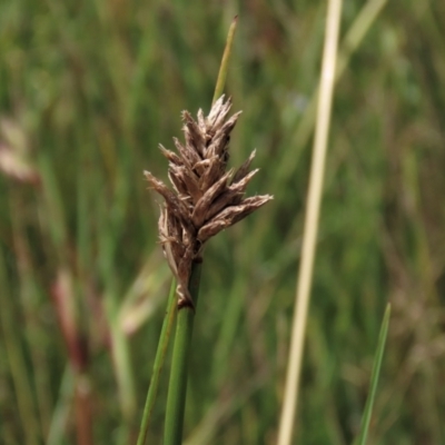 Carex sp. (A Sedge) at Top Hut TSR - 15 Jan 2022 by AndyRoo