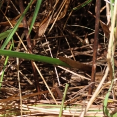 Carex sp. at Dry Plain, NSW - 15 Jan 2022