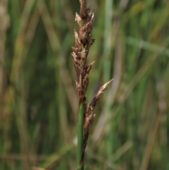 Carex sp. at Dry Plain, NSW - 15 Jan 2022